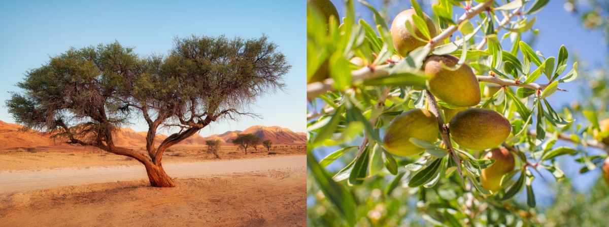 Arganovník tŕnistý - strom púšť a blízky pohľad na jeho konáre, listy
