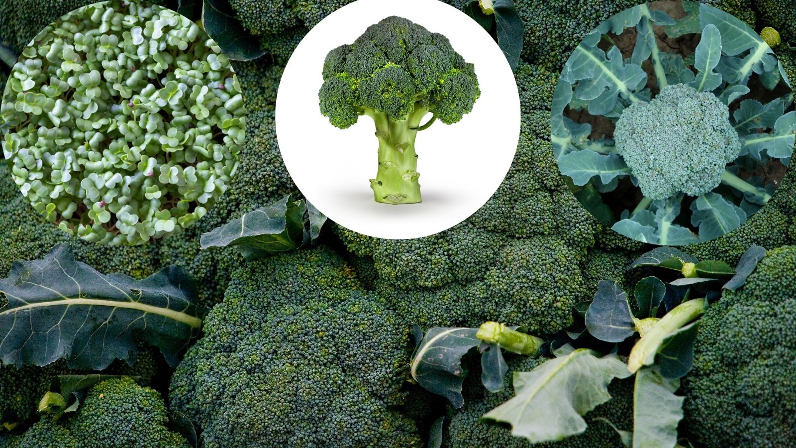 Brokolica a jej podoby - klíčky, v sade a odrezok