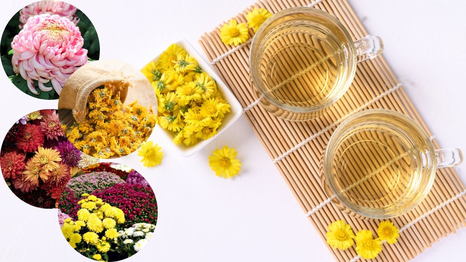 Chryzantéma - kvety vo viacerých obrázkoch v koláži, plus použitie na čaj