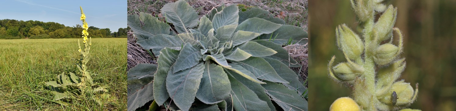 Divozel veľkokvetý (Verbascum densiflorum) - ruzica listov, z ktorej vyrastá na druhý rok vysoká rastlina, obsiata žltými kvetmi. Zdroj foto: Shutterstock Divozel veľkokvetý (Verbascum densiflorum - kráľovská svieca)