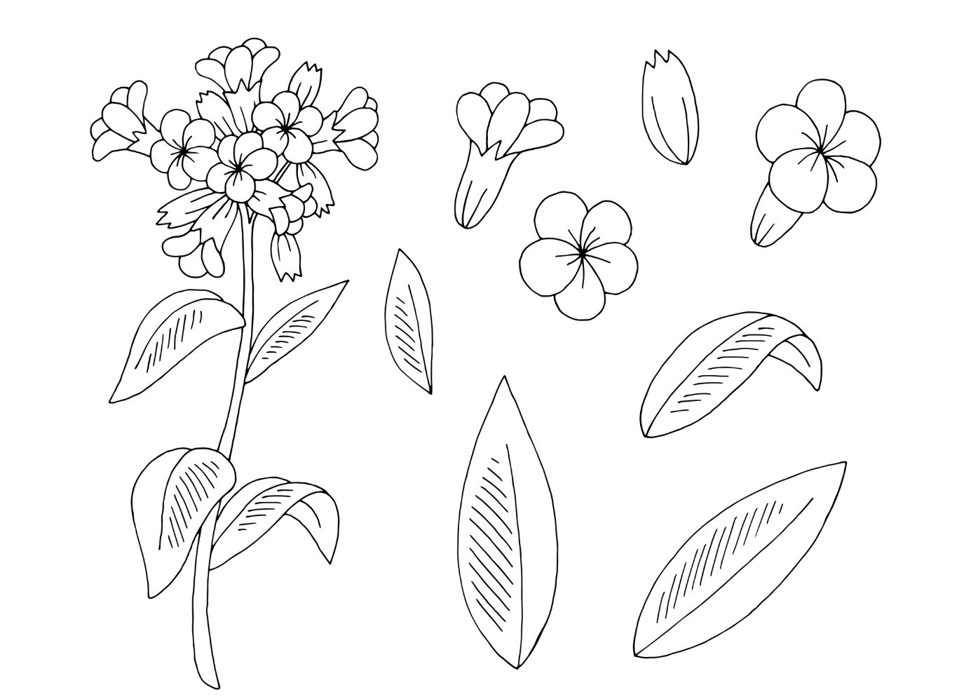 Rastlina a botanický animovaný náhľad - herbár, kreslený obrázok