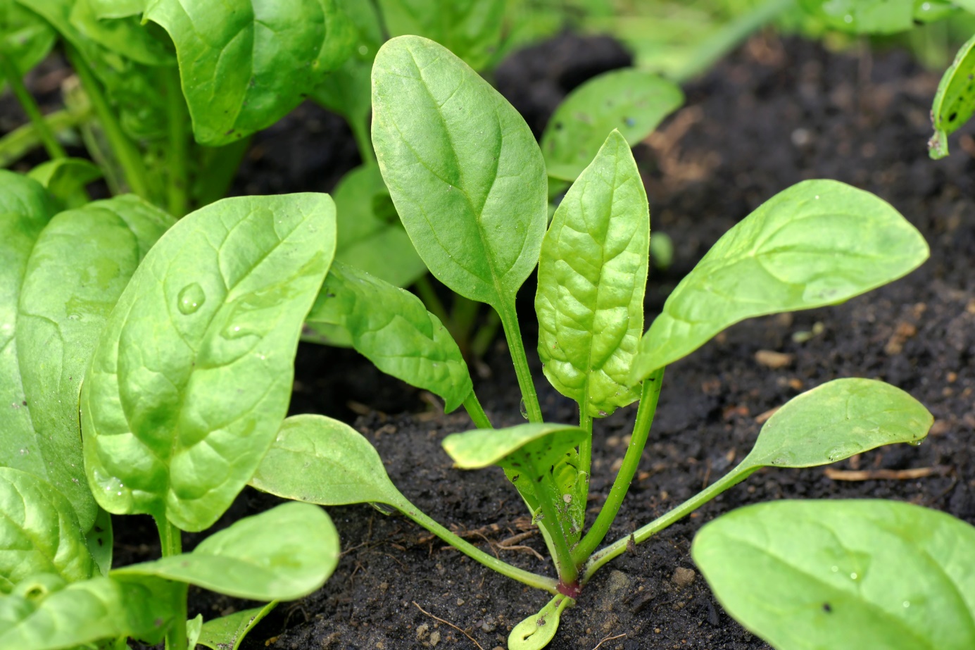 Mladá rastlinka špenátu