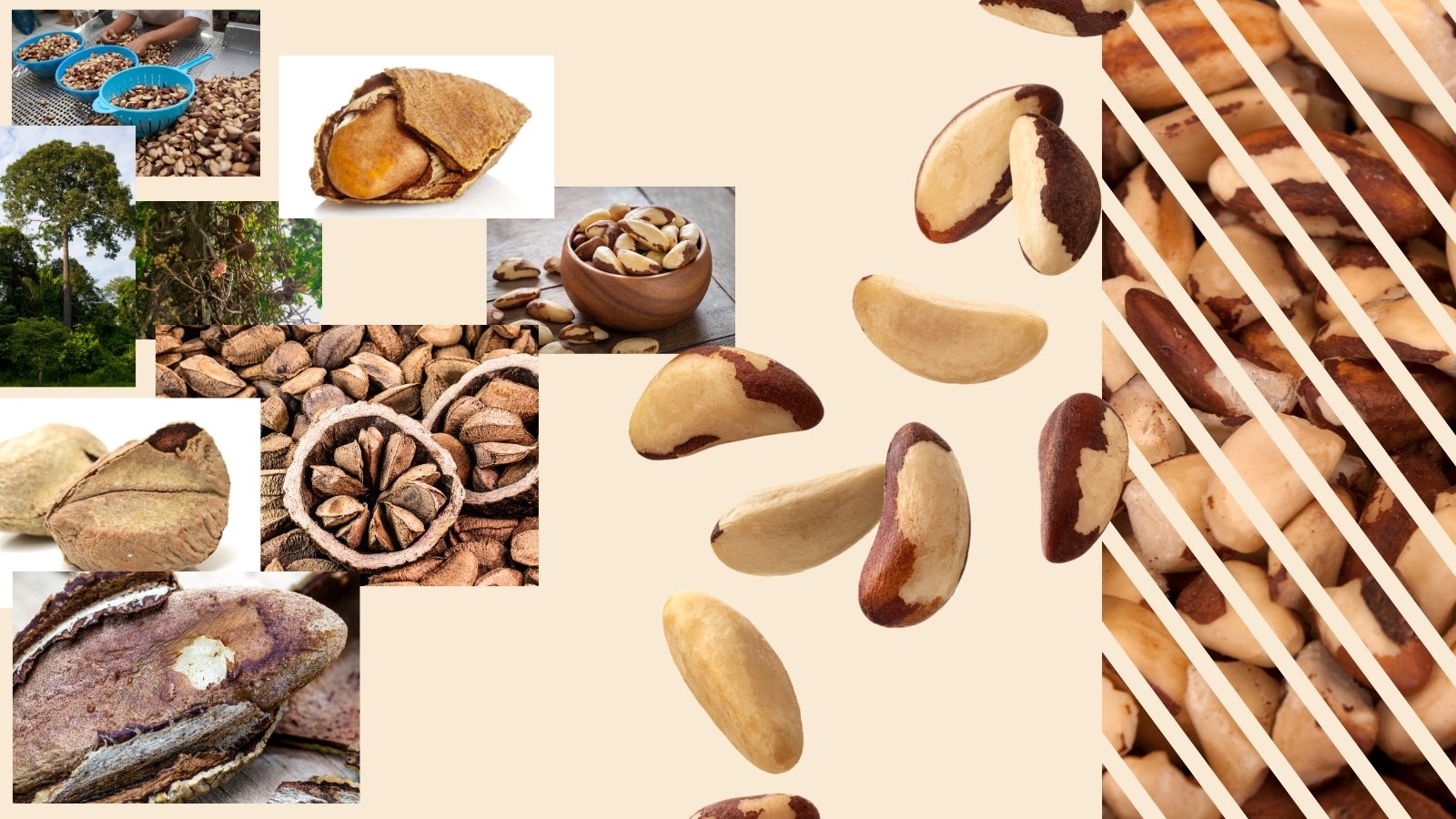 Para orechy a ich podoby v koláži obrázkov