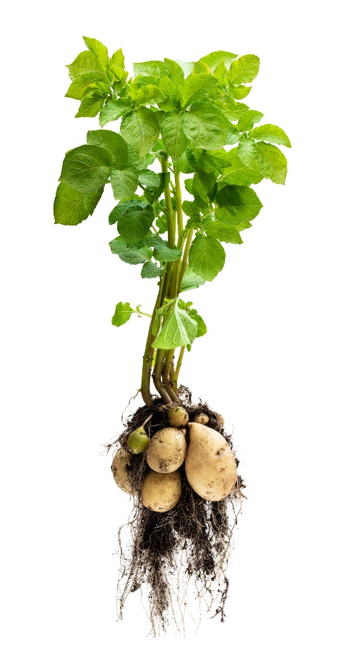 Rastlina ľuľka zemiakového