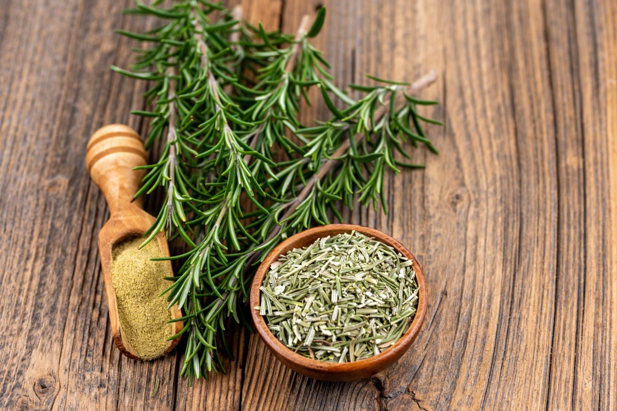 The Health Potential of Rosemary