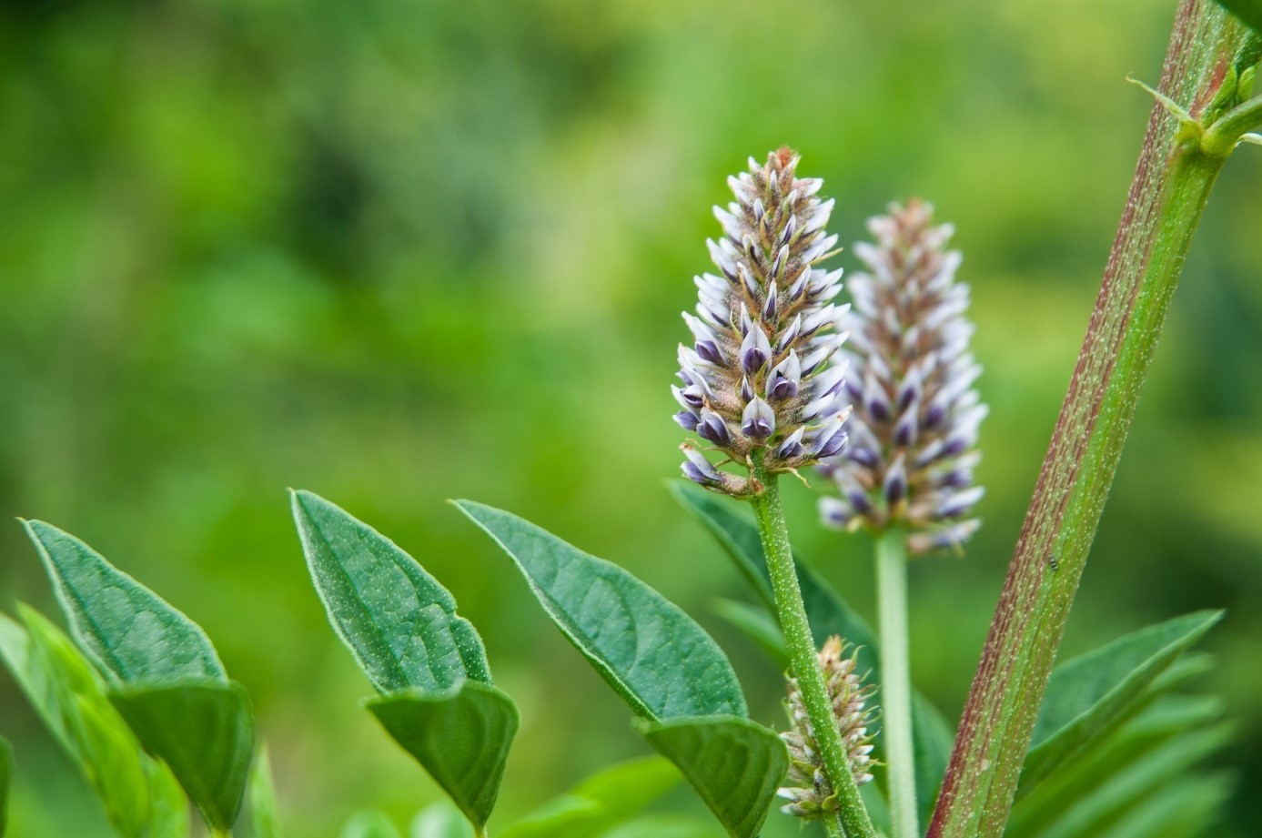 Rastlina - Sladovka hladkoplodá - Sladké drievko - list a kvet