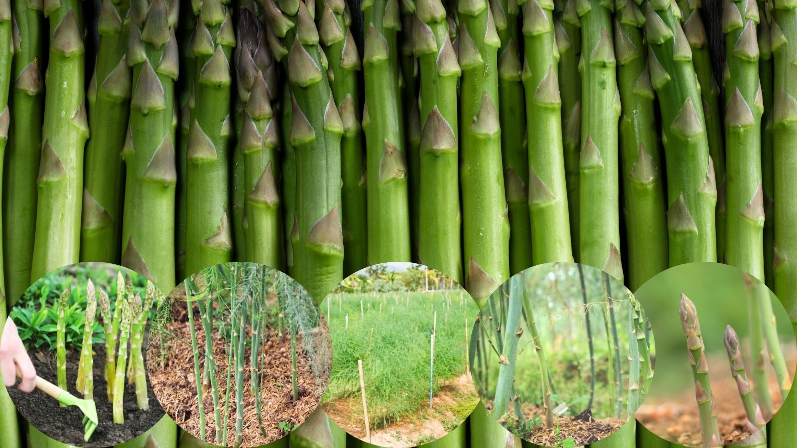 Špargľa - Asparagus - a jej pestovanie v záhrade - koláž viacerých fotiek