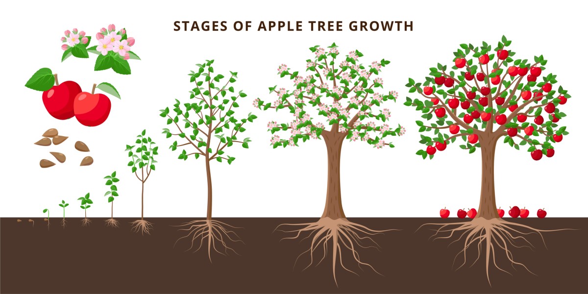 Štádia rastu a kvitnutia stromu jablone - animovaný obrázok so štádiami, od kvetu, semena, cez jablko, strom od malého po veľkú jabloň, zakvitnutú i s jablkami
