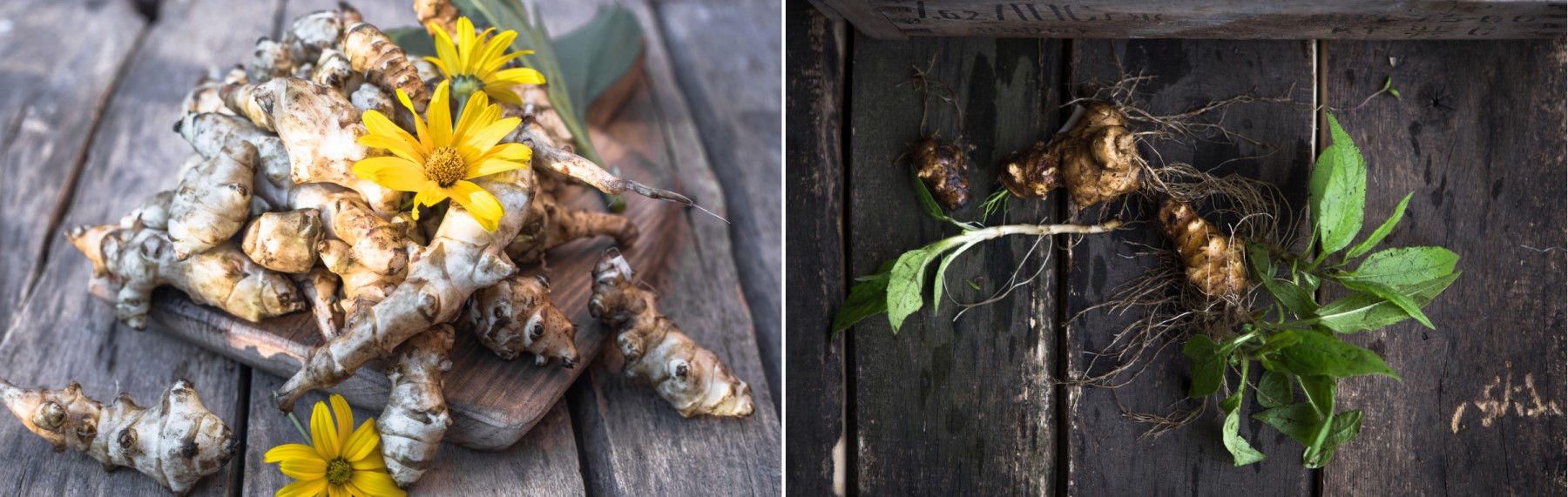 Topinambur, Slnečnica hľuznatá, jeruzalemský artičok - hľuza, rastlina, listy, kvet