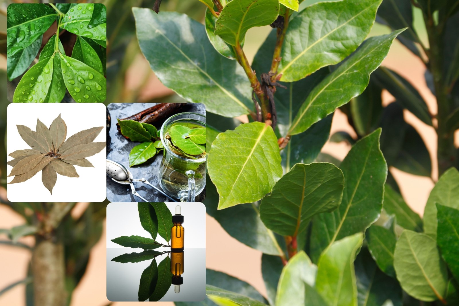 Vavrín pravý a možnosti jeho použitia - čerstvý list a rastlina a sušený list - čaj a olej