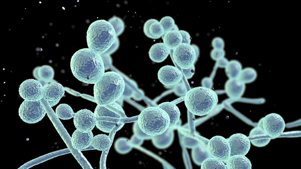 3D illustration of human yeast. Fungi of the genus Candida. Photo source: Getty Images.