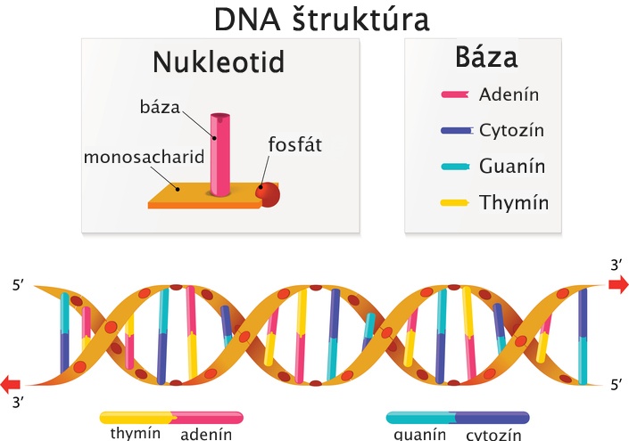 DNA štruktúra, popis nukleotidu a bázy