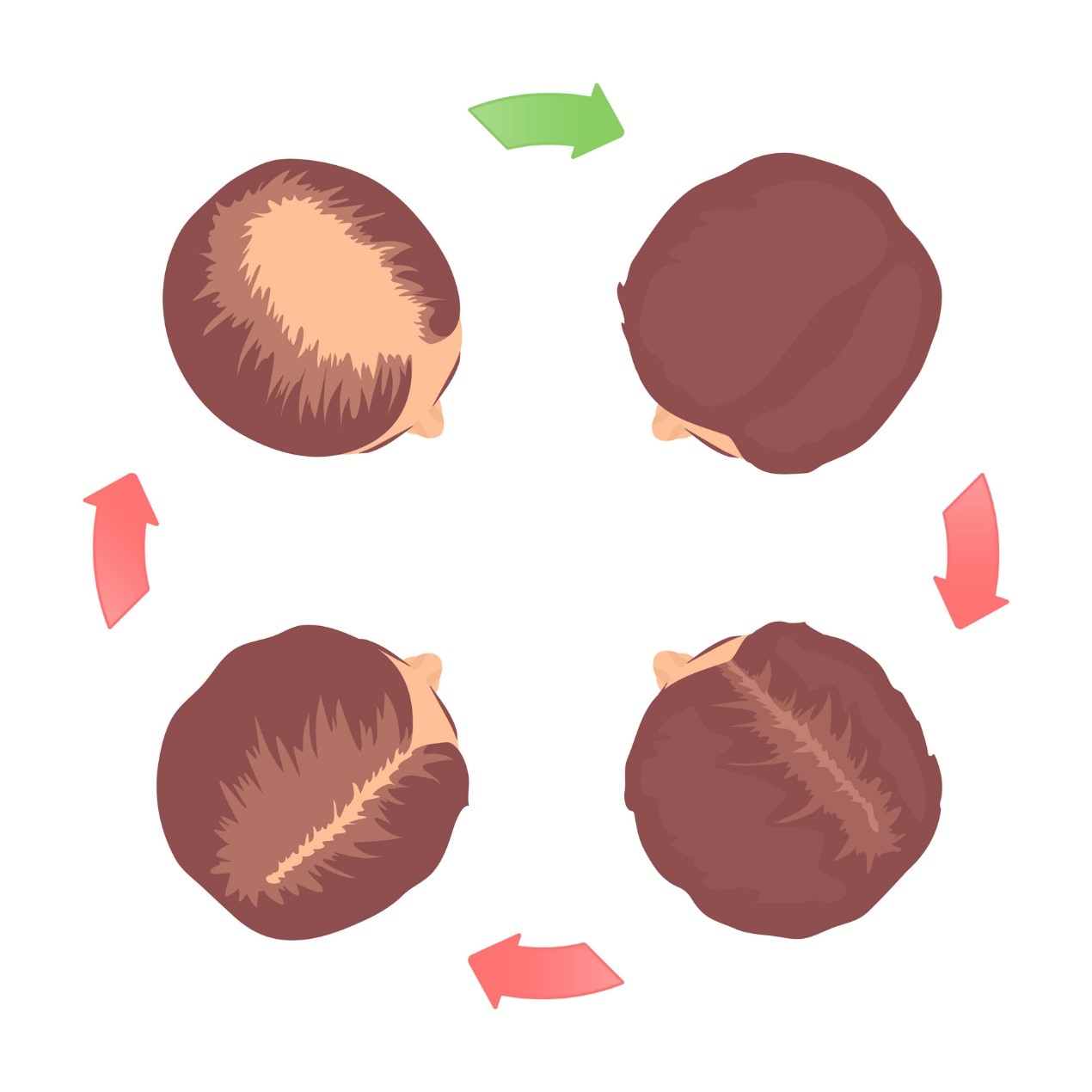 Cyklus vypadávania vlasov