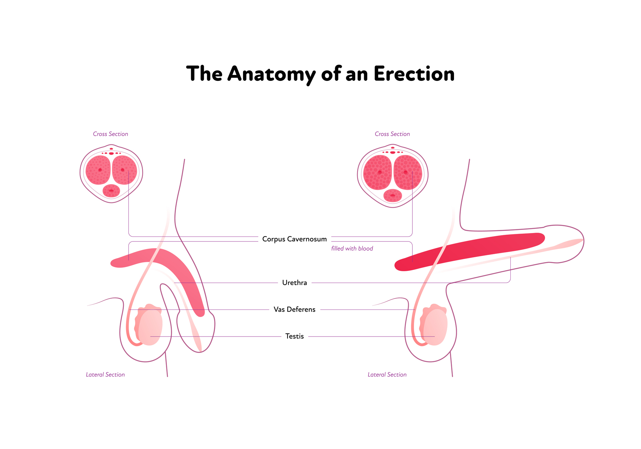 Anatómia erektilnej funkcie penisu muža
