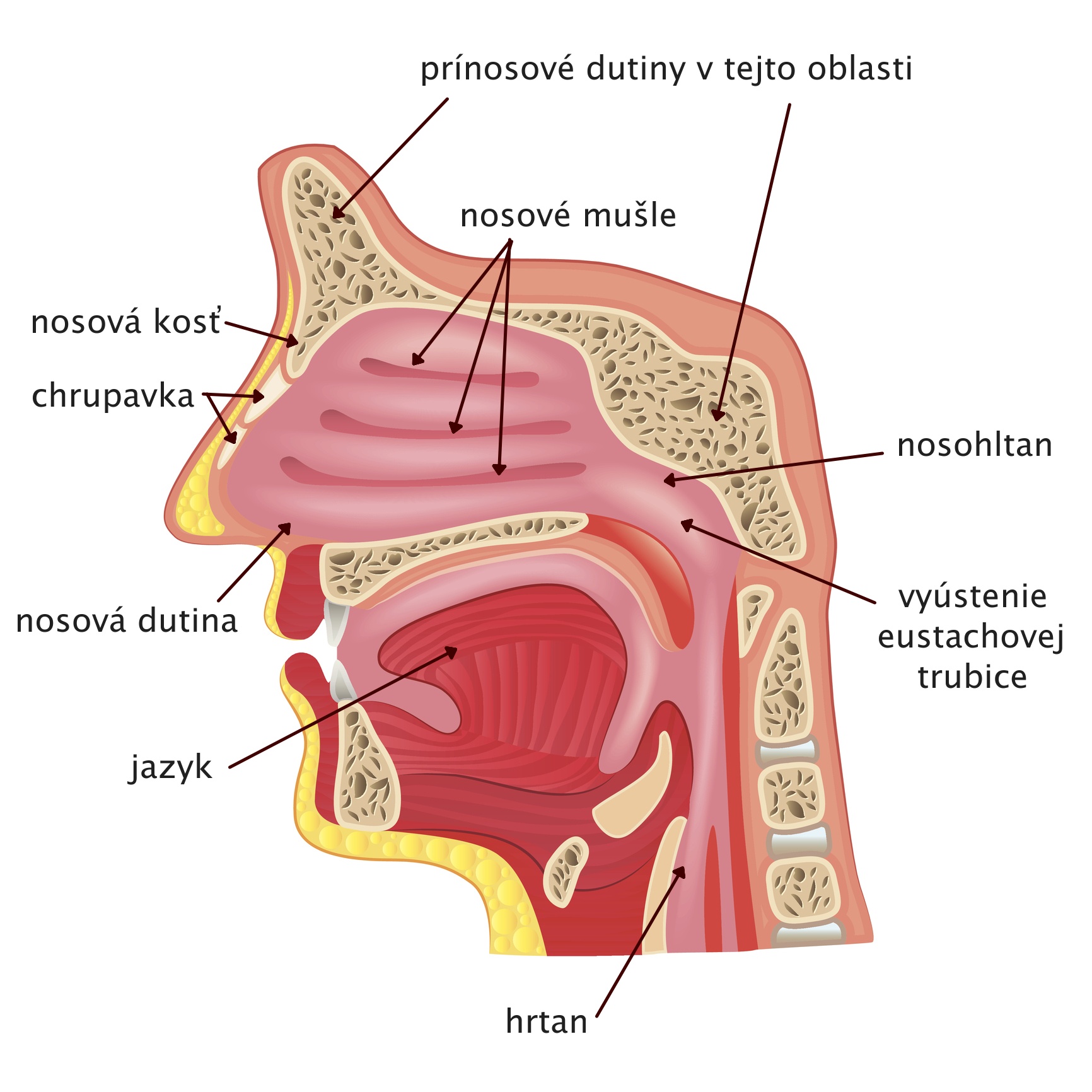 Anatómia nosu a nosovej dutiny
