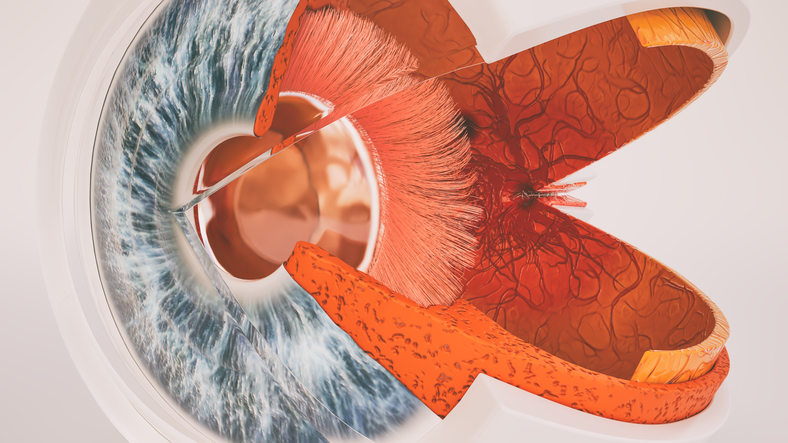 Anatomické zobrazenie oka - prierez a vnútorný pohľad