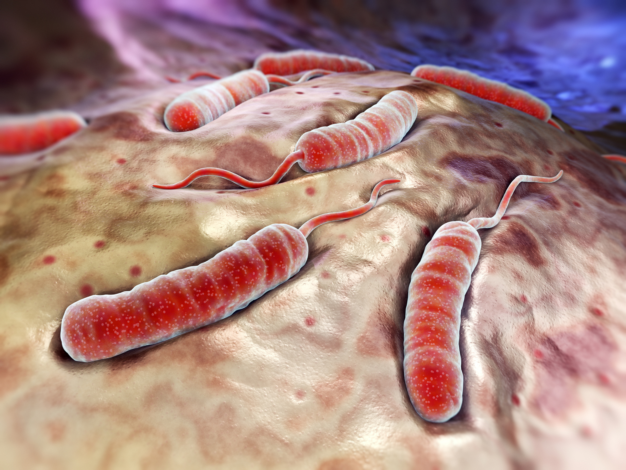 Baktérie cholery na povrchu tenkého čreva - modelové znázornenie, animácia