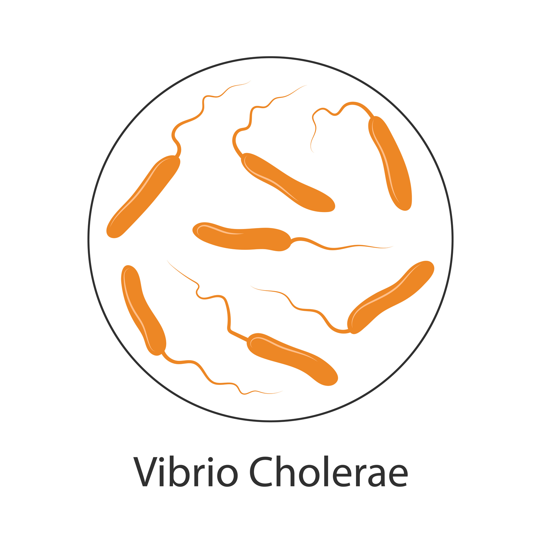 Baktérie cholery Vibrio Cholerae
