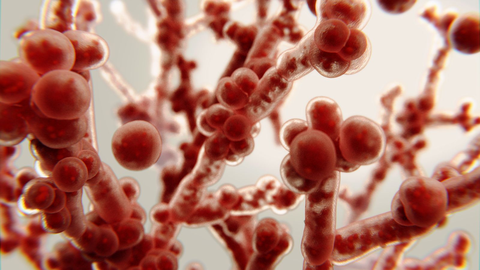 Ľudské kvasinky rodu Candida. Zdroj foto: Canva Ľudské kvasinky rodu Candida. Zdroj foto: Canva