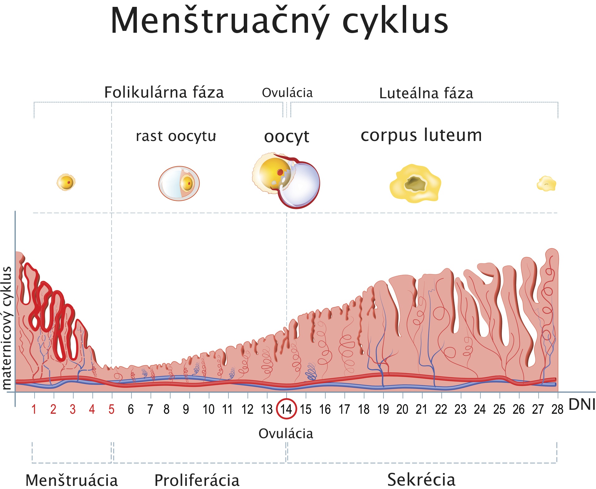 Cyklus maternice s cyklom endometria a vajíčka