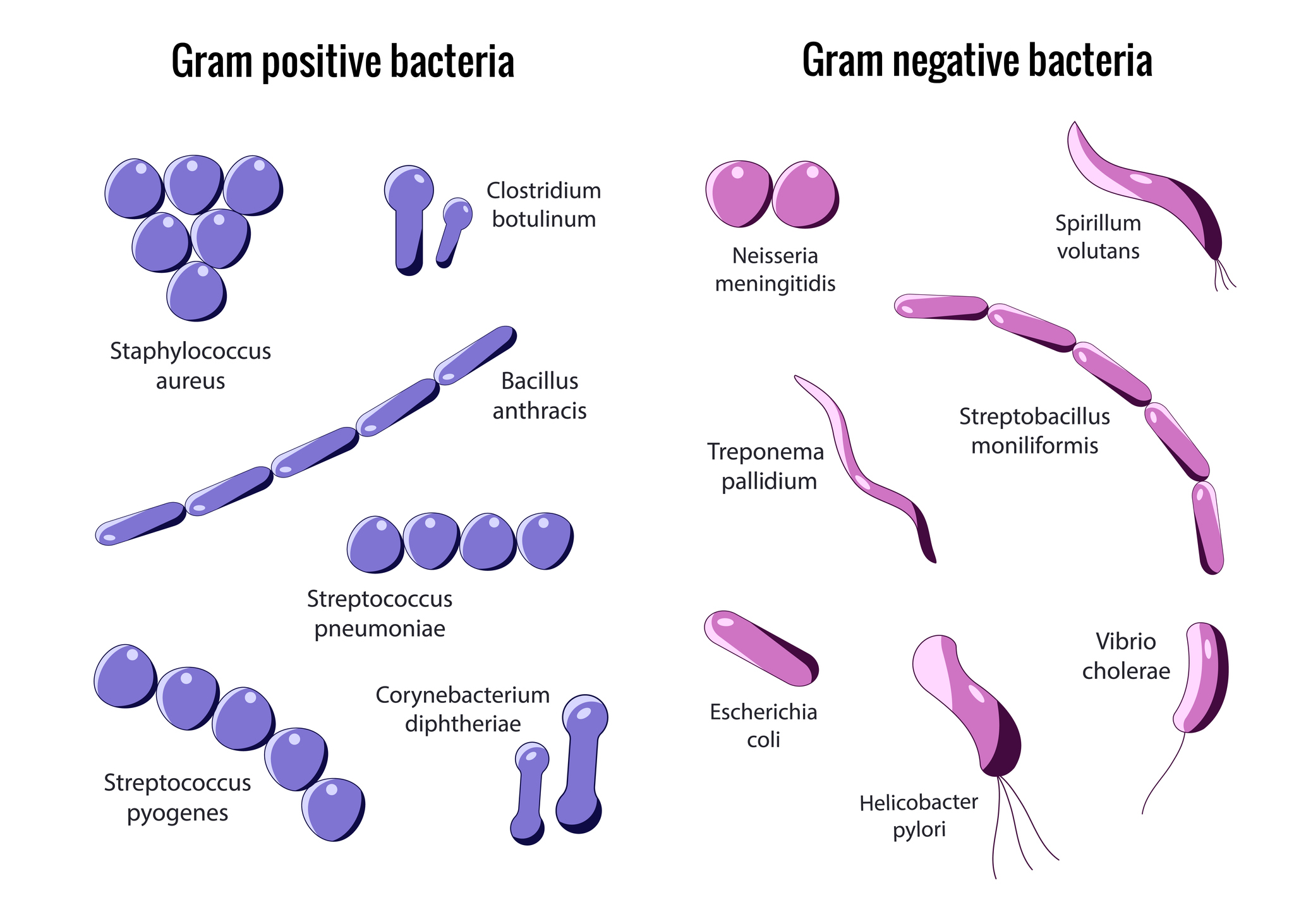Rozdelenie grampozitívnych a gramnegatívnych baktérií