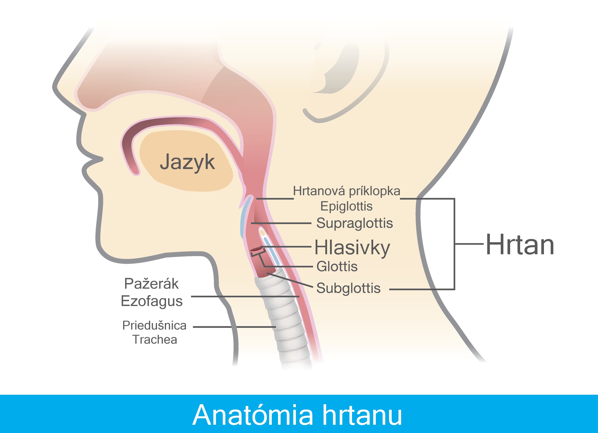 Anatómia hrtanu s popisom, model, hrtanová príklopka, teda epiglottis, hlasivky, jazyk, pažerák, priedušnica a priestor pod a nad hlasivkami, teda subglotický a supraglotický priestor