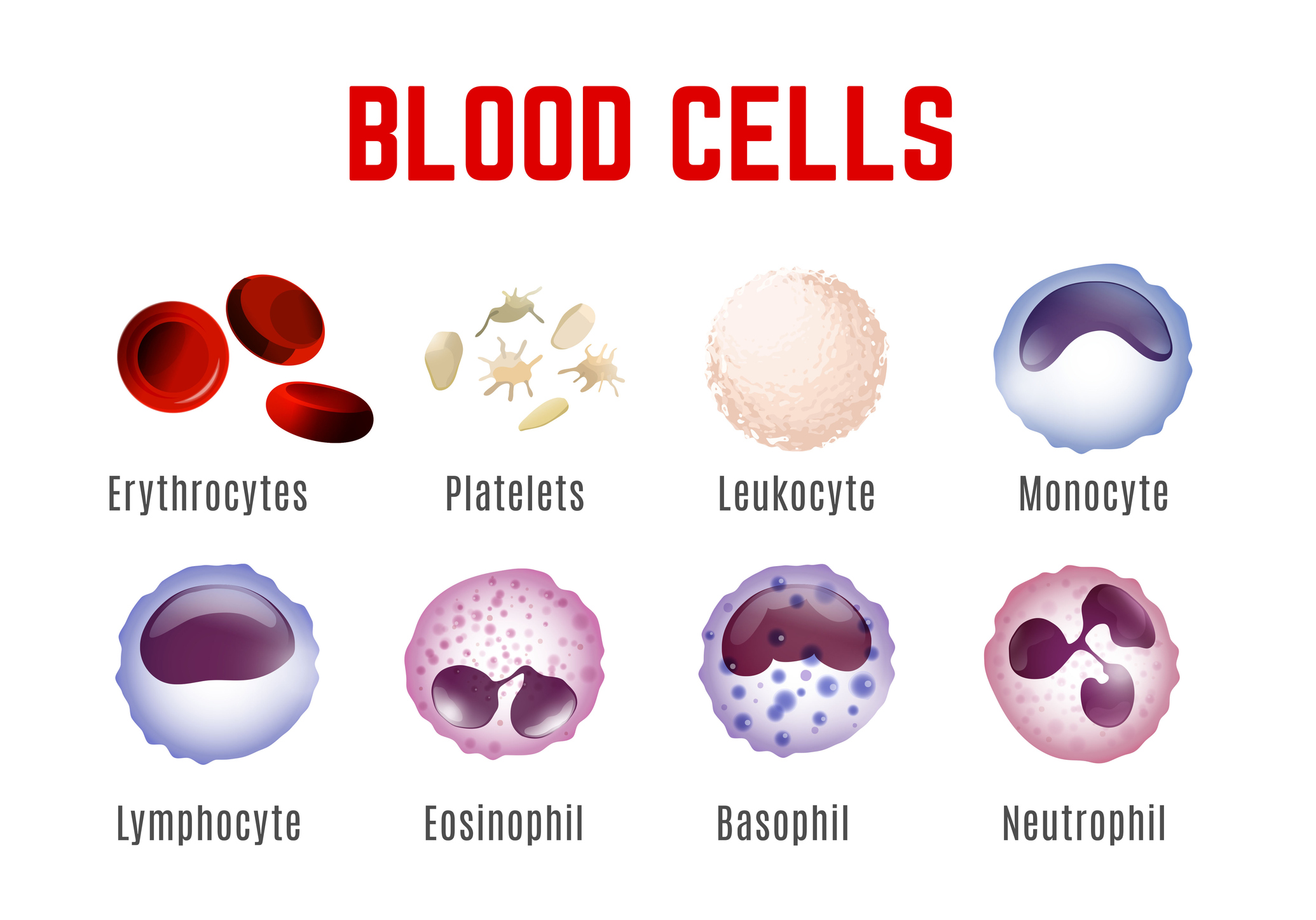 Znázornenie krvných buniek - preklad z ang. jazyka - erytrocyty, trombocyty, leukocyty, monocyty, lymfocyty, eozinofilily, bazofily a neutrofily