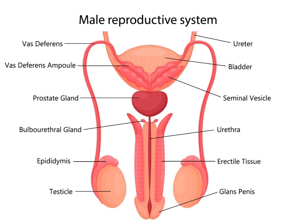 Mužský reprodukčný systém