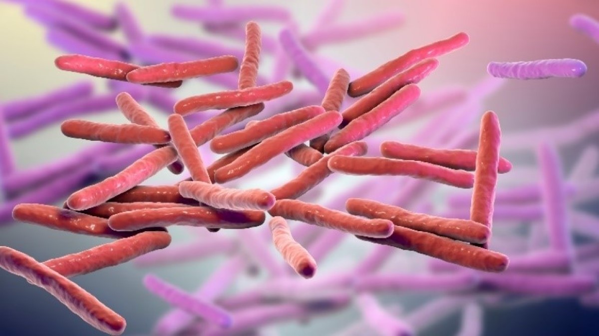 Mycobacterium leprae (baktéria lepry) mikrokospická 3D vizualizácia