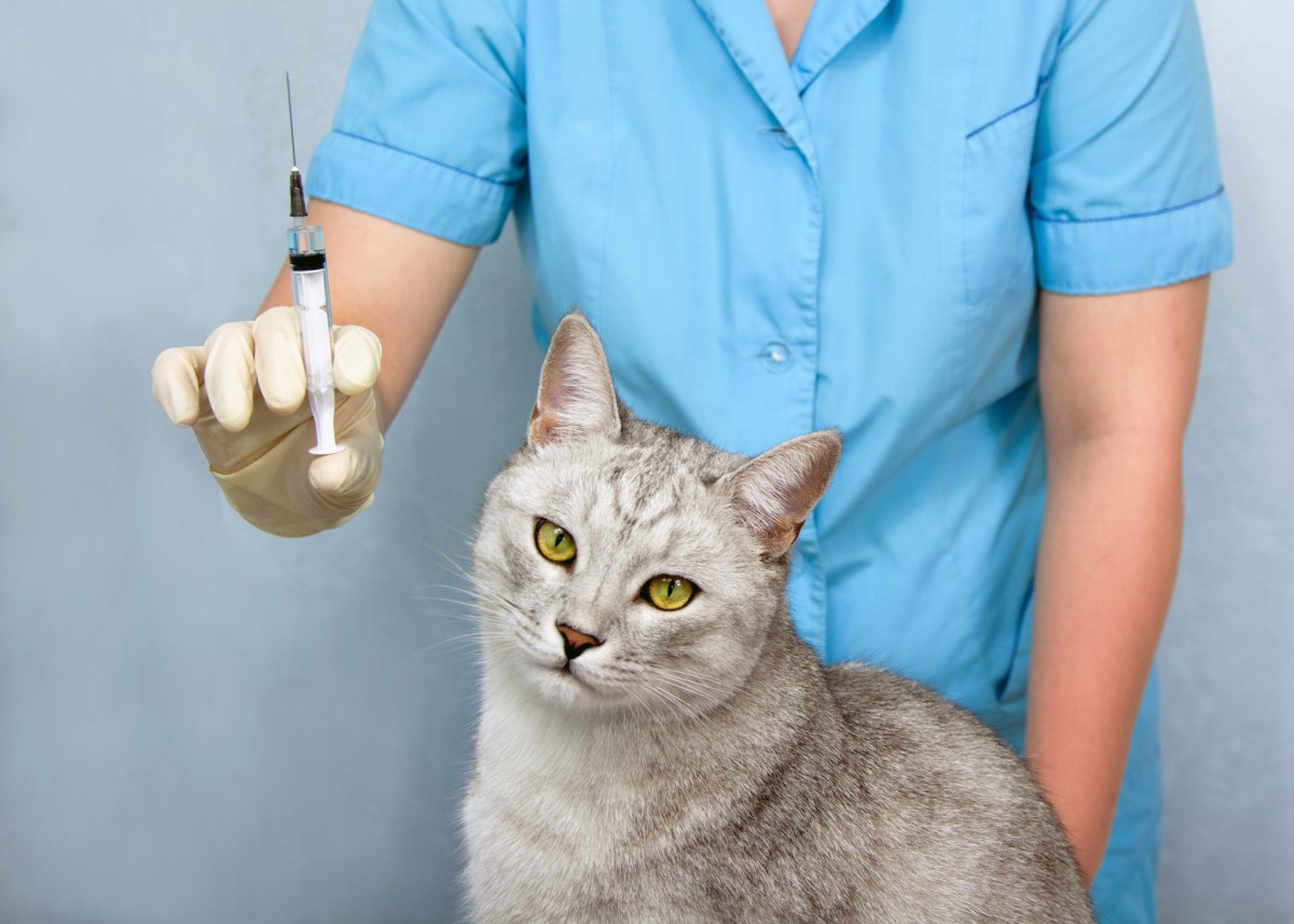 Očkovanie - veterinár a mačka, injekcia, vakcína