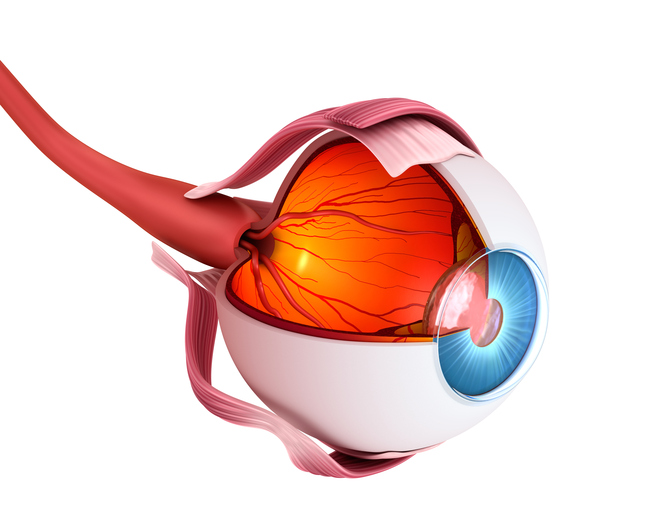 Anatomický pohľad na oko