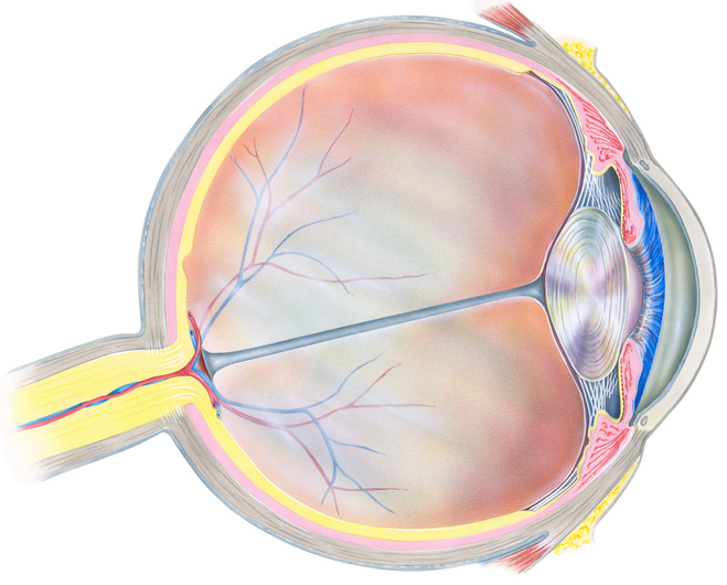 Anatomické znázornenie oka