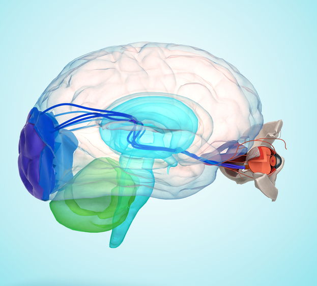 Oko a mozog zobrazené anatomicky