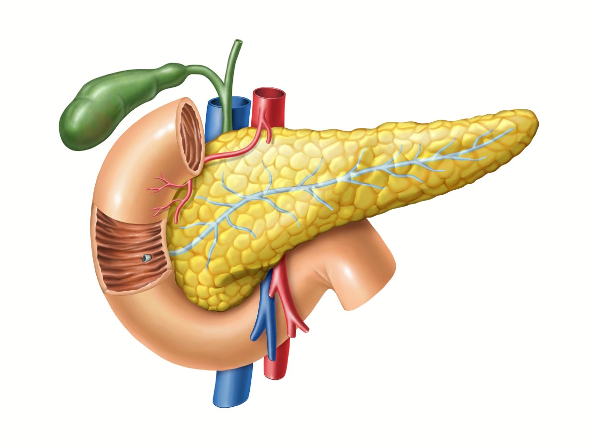 Pankreas - anatomické zobrazenie, naviac vidno vývod pankreasu do tenkého čreva, žlčník a veľké cievy