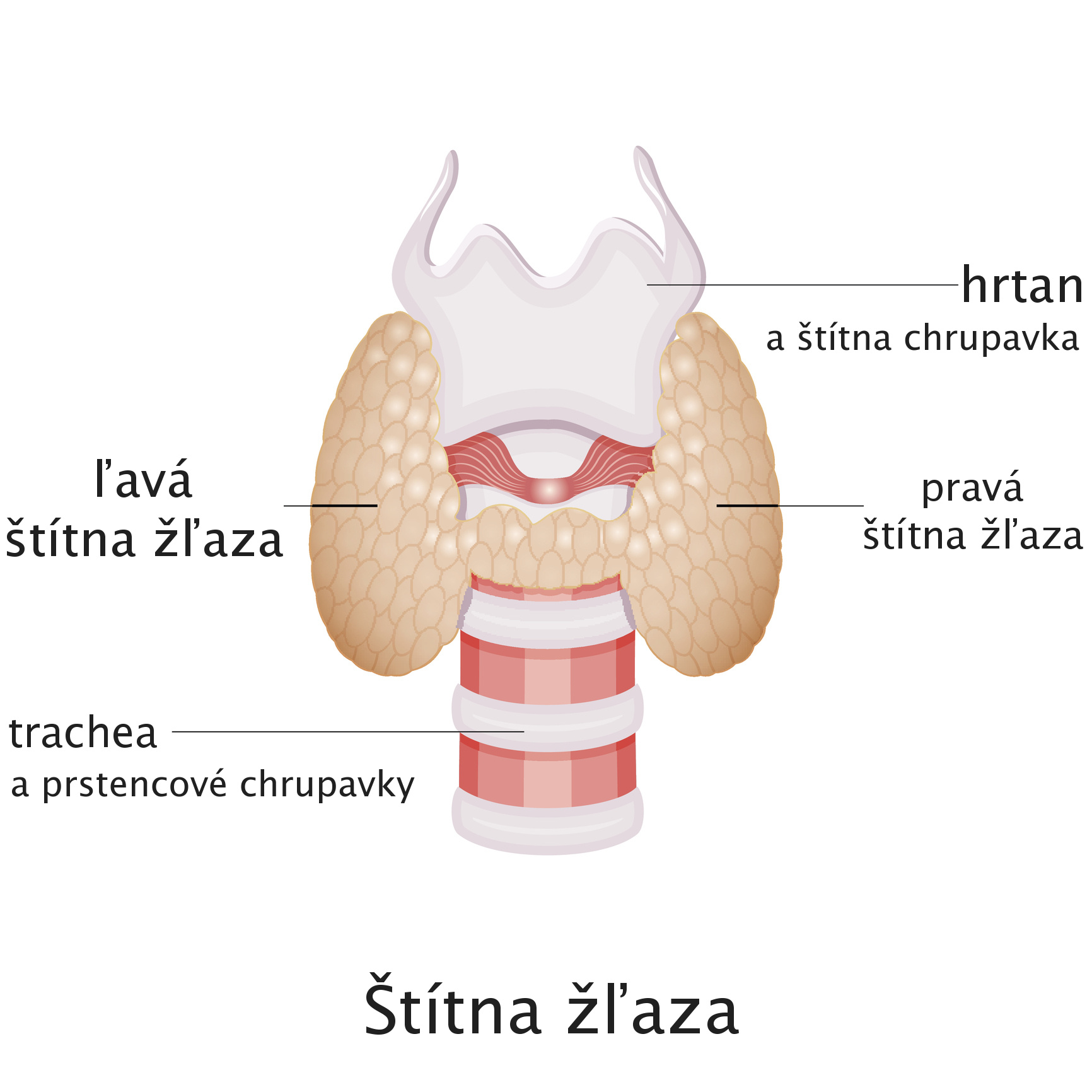 Anatomické znázornenie štítnej žľazy