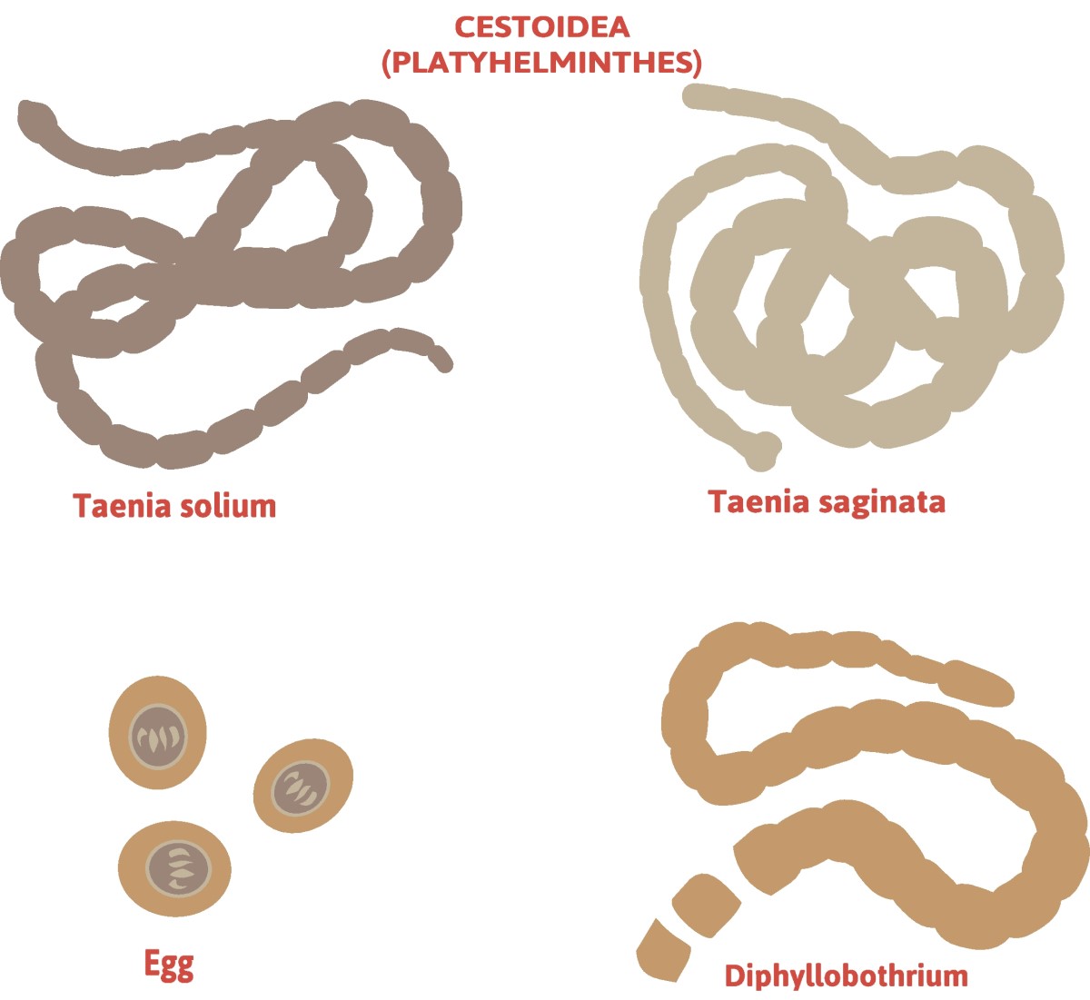 Tenióza - rozdelenie pásomnice - Taenia solium (pásomnica dlhočlánková, syn. obyčajná) + Taenia saginata (pásomnica bezbranná)