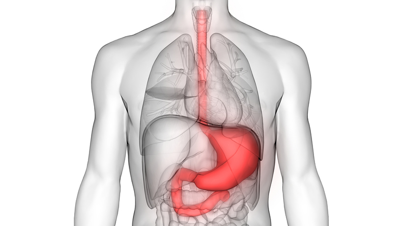 Tráviaci systém človeka - pažerák, žalúdok, tenké črevo - schématické zobrazenie