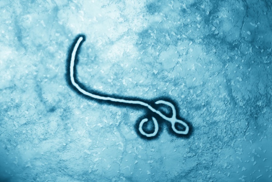 Vírus Eboly pod mikroskopom