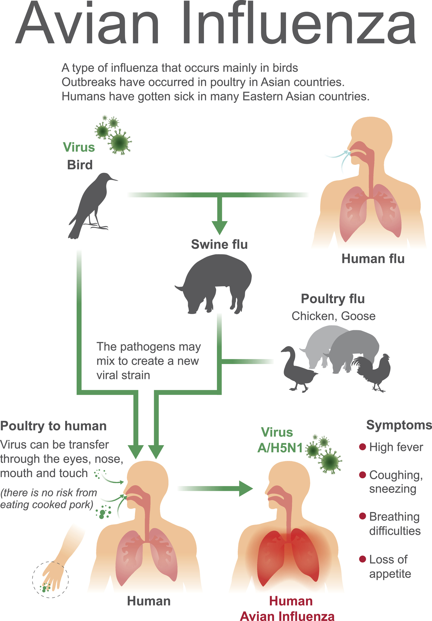 Zdroj a cesta nákazy vtáčej chrípky. Vtáctvo/hydina a prenos na iné zviera alebo človeka. Príznaky vtačej chrípky u človeka: zvýšená teplota, nechutenstvo, kašeľ, zhoršené dýchanie a nádcha