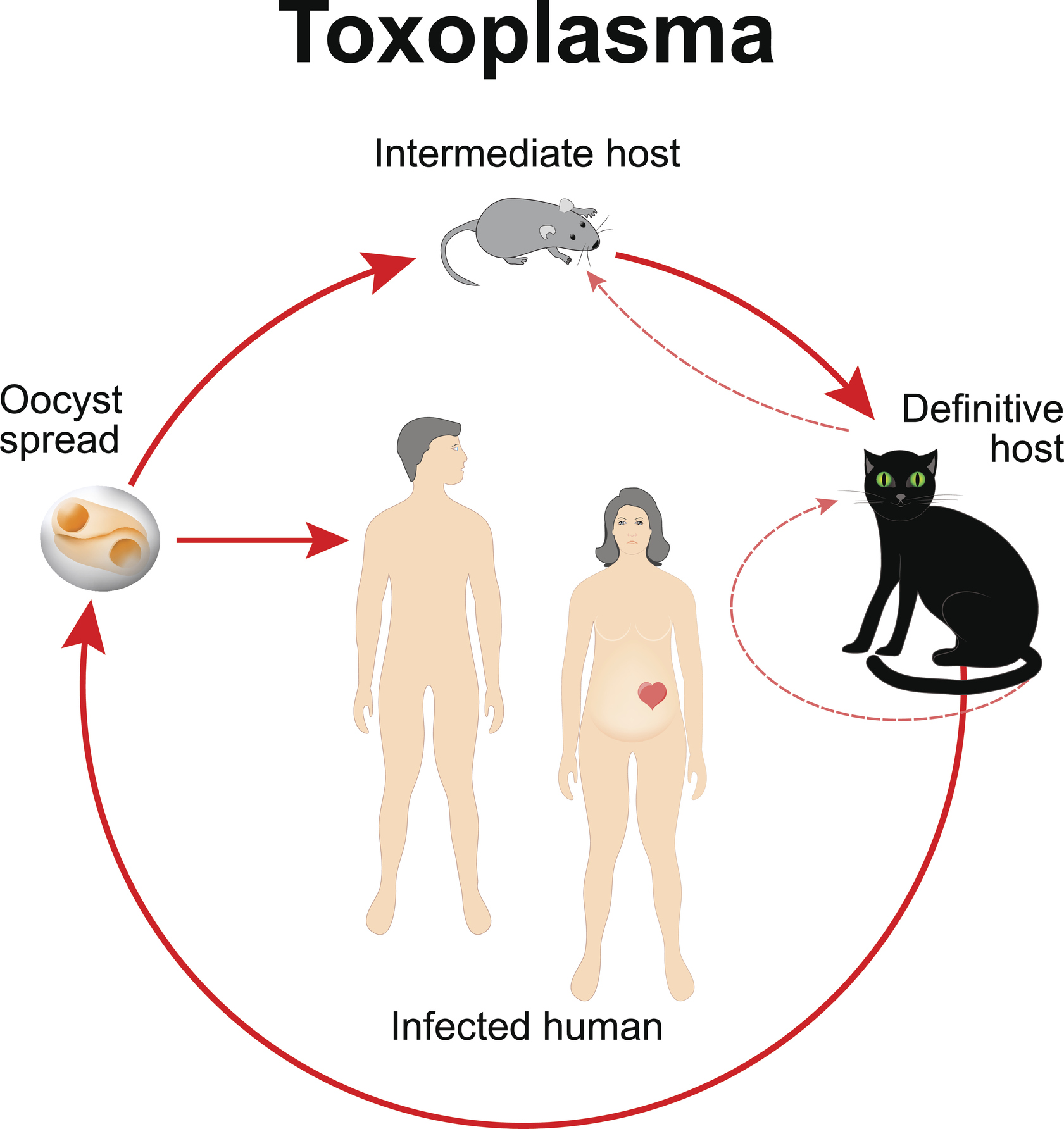 Životný cyklus Toxoplasma gondii