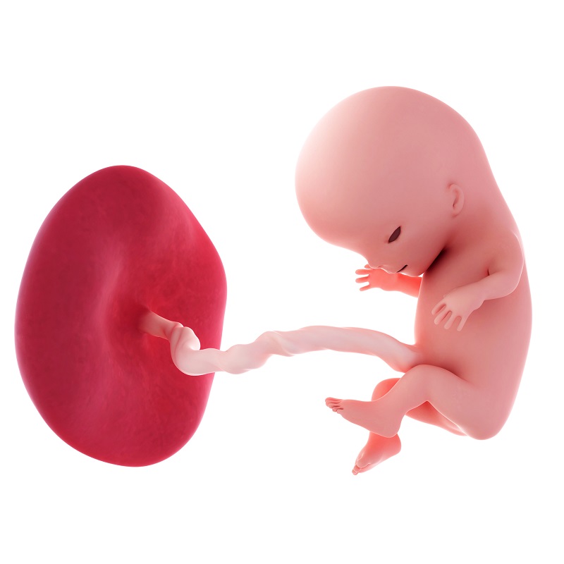 Plod v 11. týždni tehotenstva
