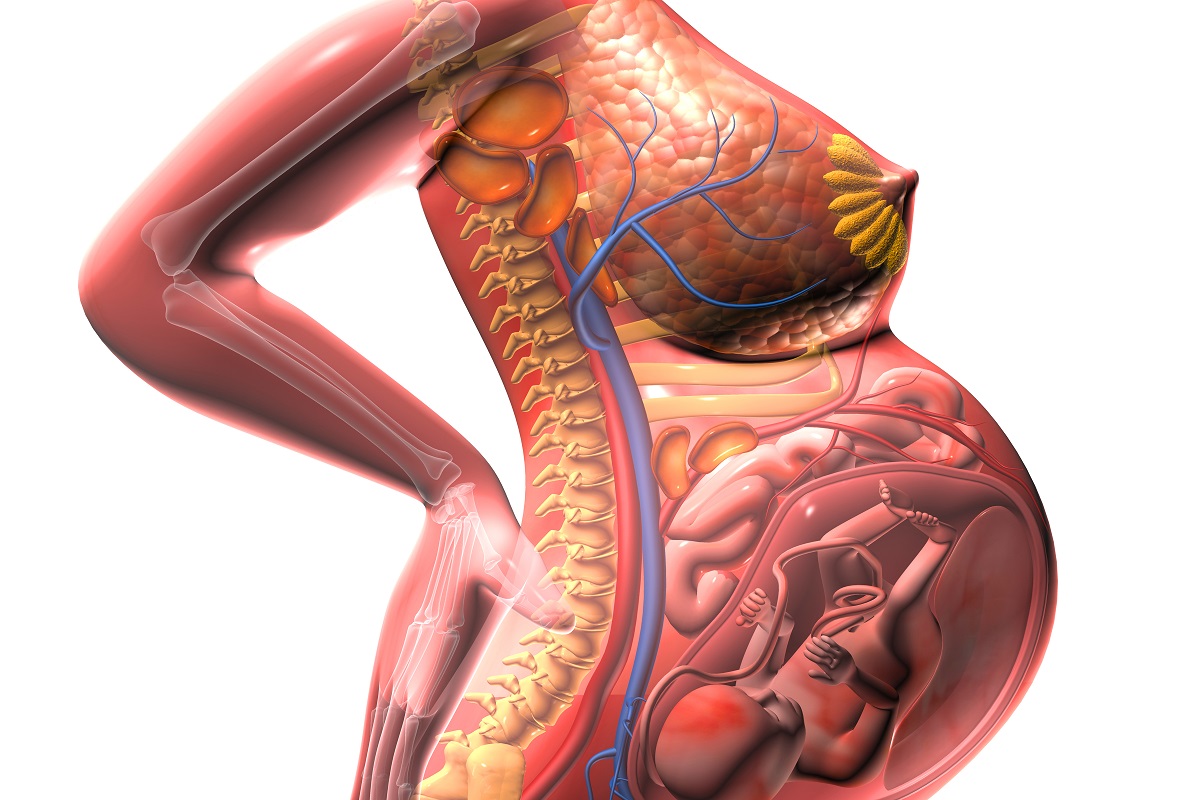 Anatomický pohled na rostoucí dělohu a tlak na okolní orgány.