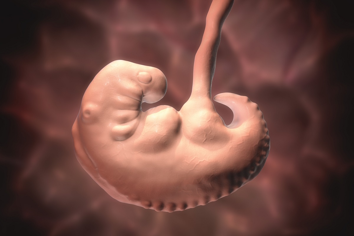 Embryo v 4. týždni tehotenstva. Zdroj: Getty Images