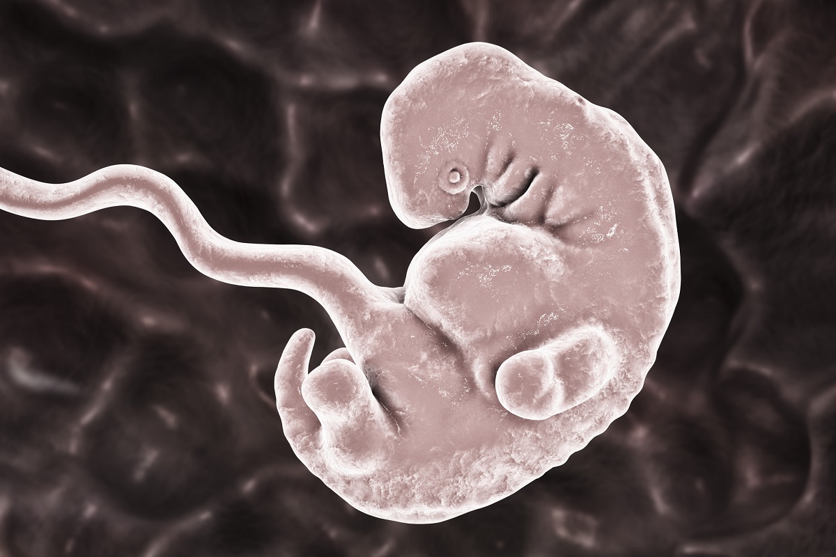 Embryo v 5. týždni tehotenstva. Zdroj foto: Getty Images