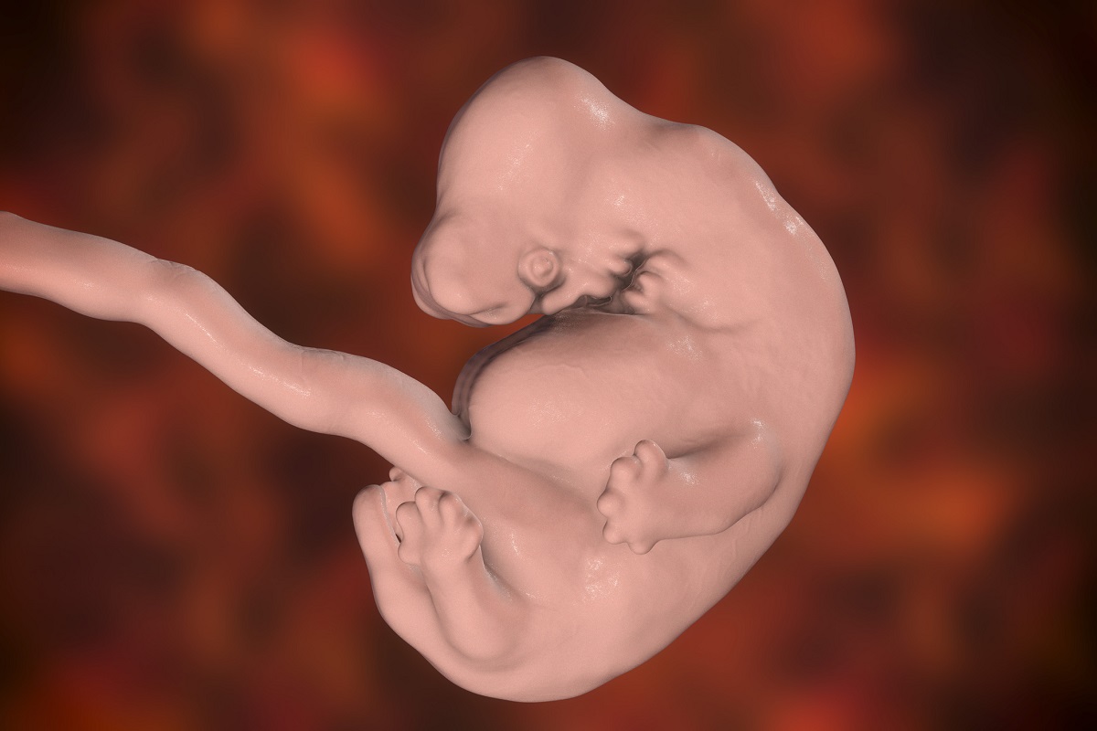 Embryo v 6. týždni tehotenstva. Zdroj foto: Getty Images