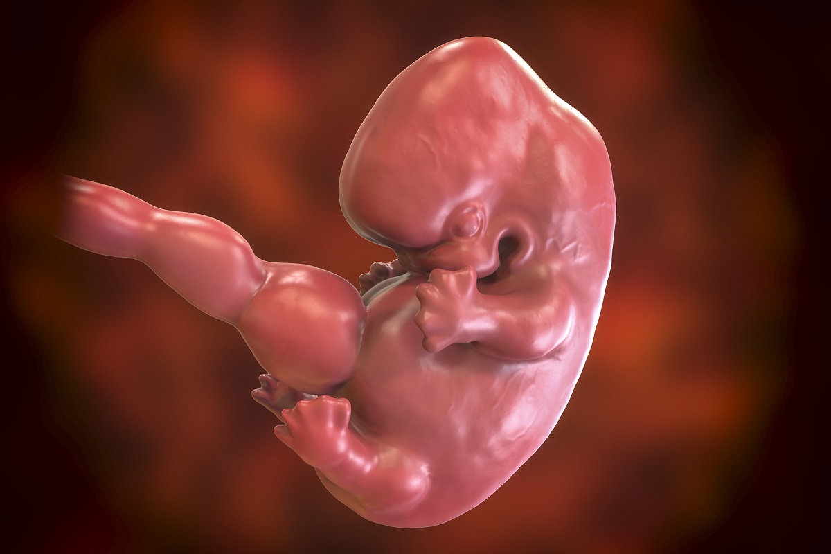 Embryo in the 7th week of pregnancy. Source photo: Getty Images