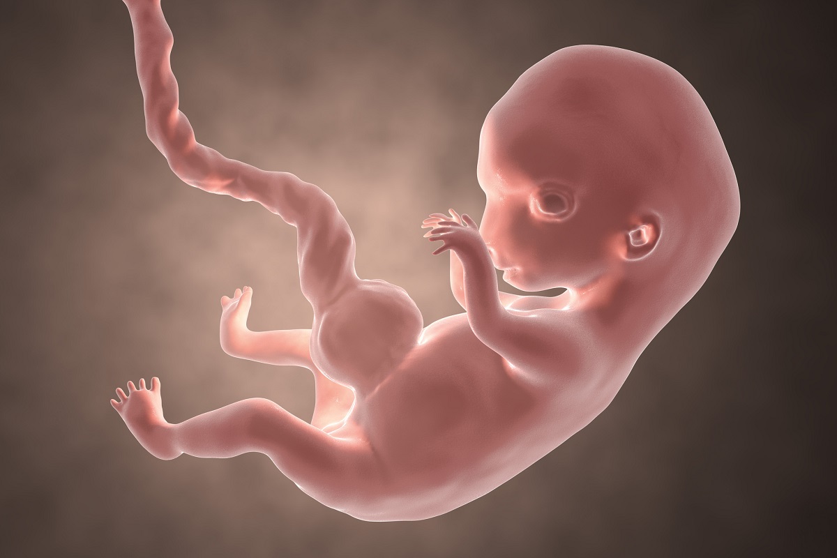 Embryo in the 8th week of pregnancy. Source photo: Getty Images