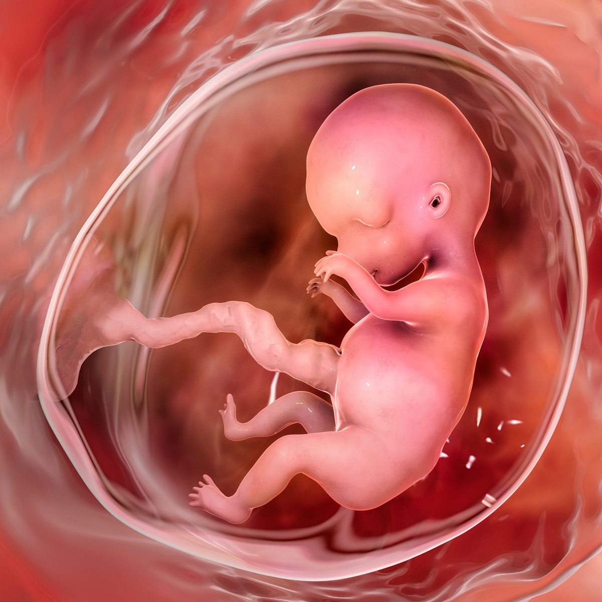 Embryo at the 9th week of pregnancy. Source: Getty Images