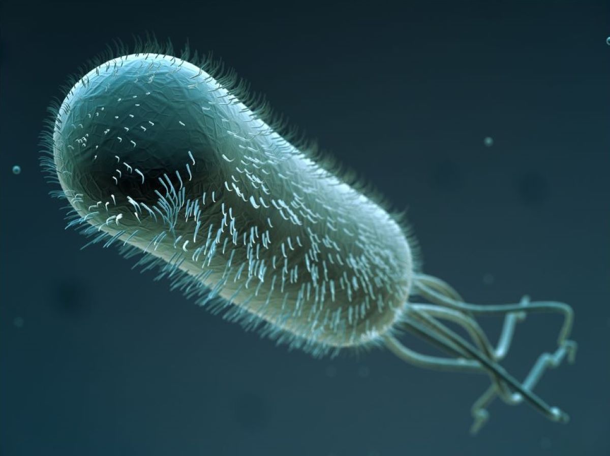 Zobrazenie baktérie Escherichia coli. Zdroj foto: Canva