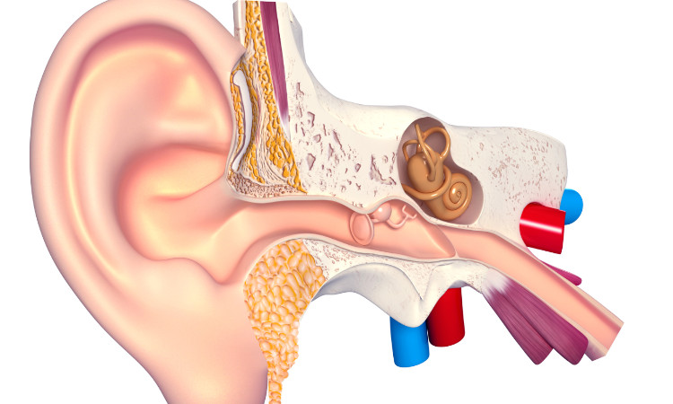 anatomický nákres sluchového aparátu